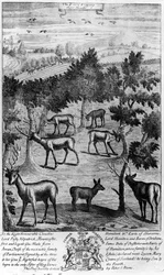 De herten die hun koppen schuren, uit 